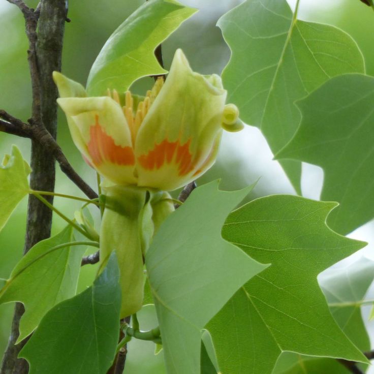 Tulip Tree Propagation Growing Tulips Tree From Seeds And Cuttings