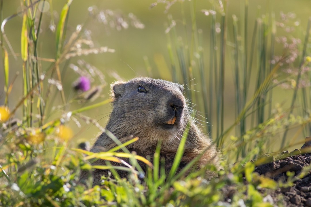 Turtle Hibernation Guide: Survival Secrets