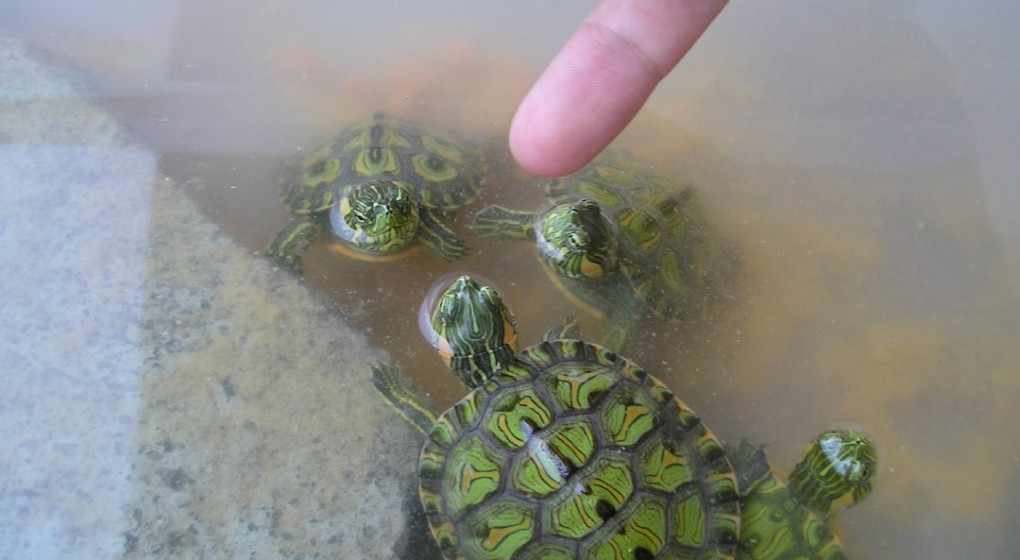 Turtles Hibernation Guide: Water Secrets