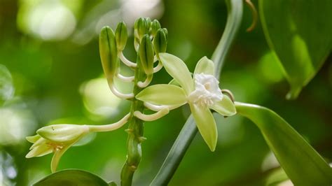 Vanilla Orchid Growing: Expert Care Tips