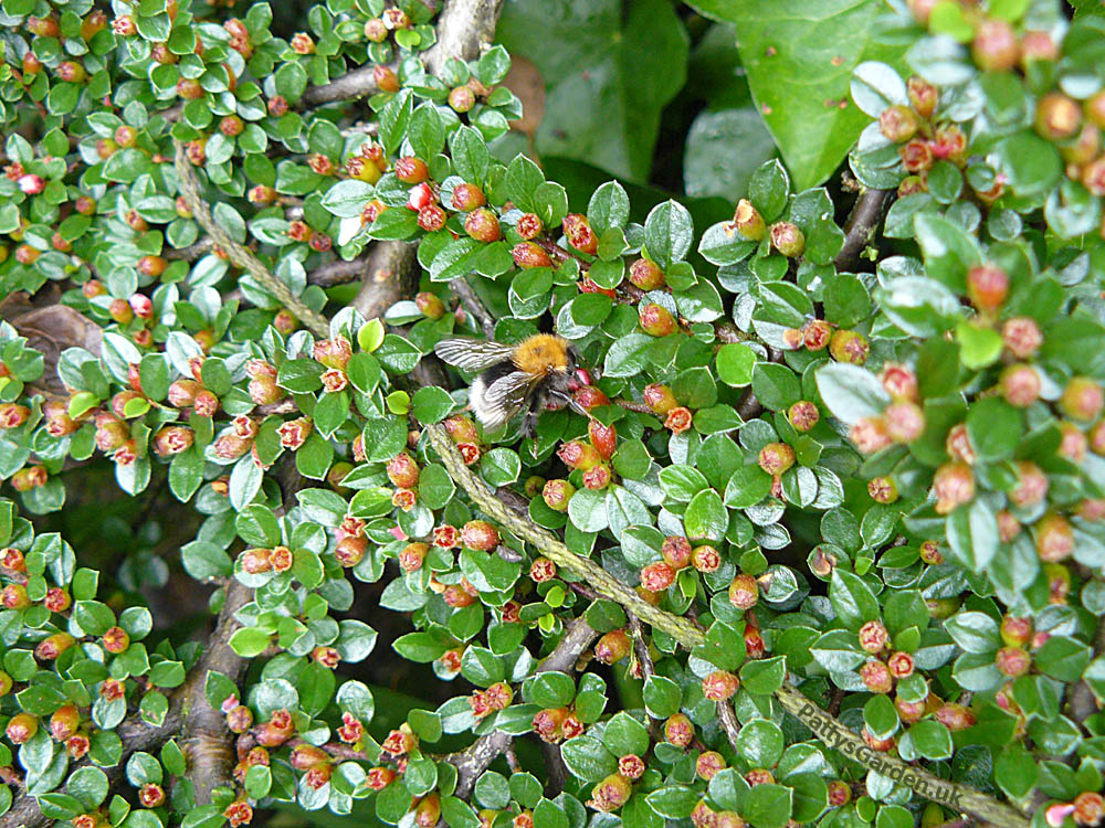 Varieties Of Cotoneaster Varieties Of Cotoneaster