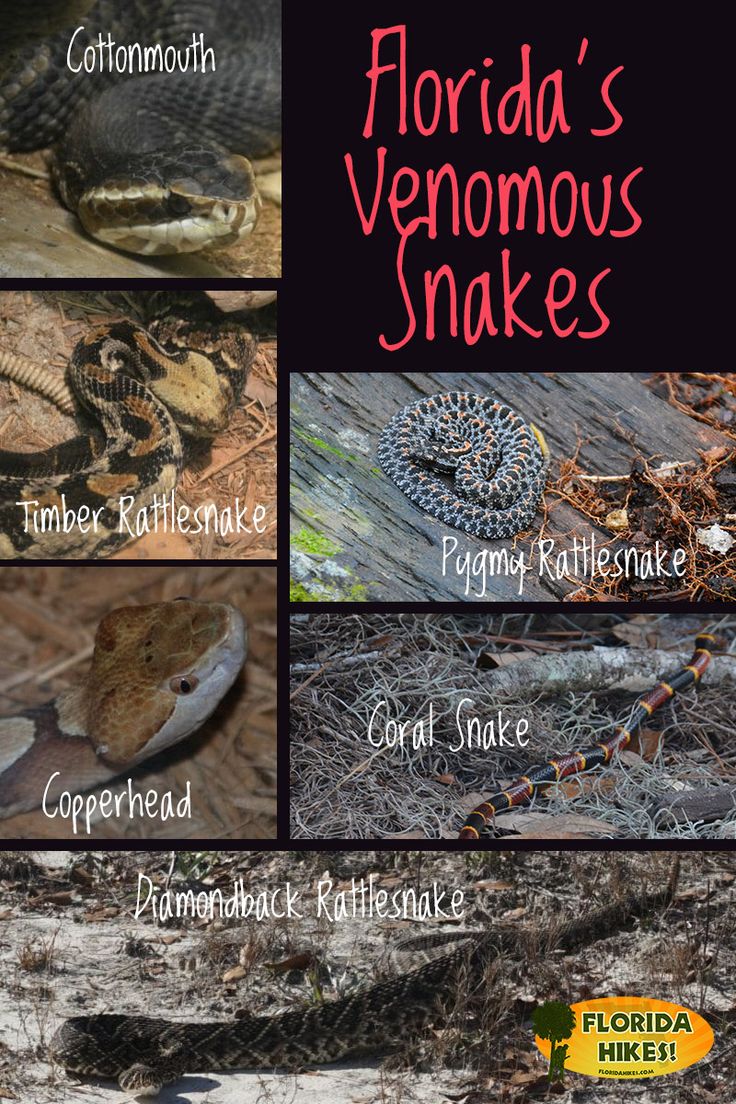 Venomous Florida Snakes