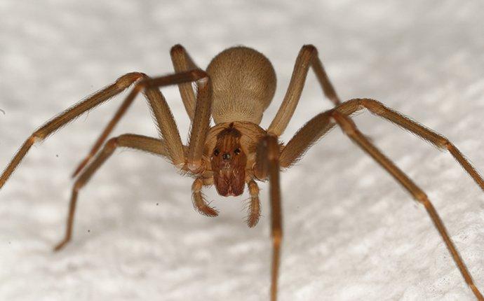 Venomous Spiders In South Carolina Venomous Spiders In South Carolina