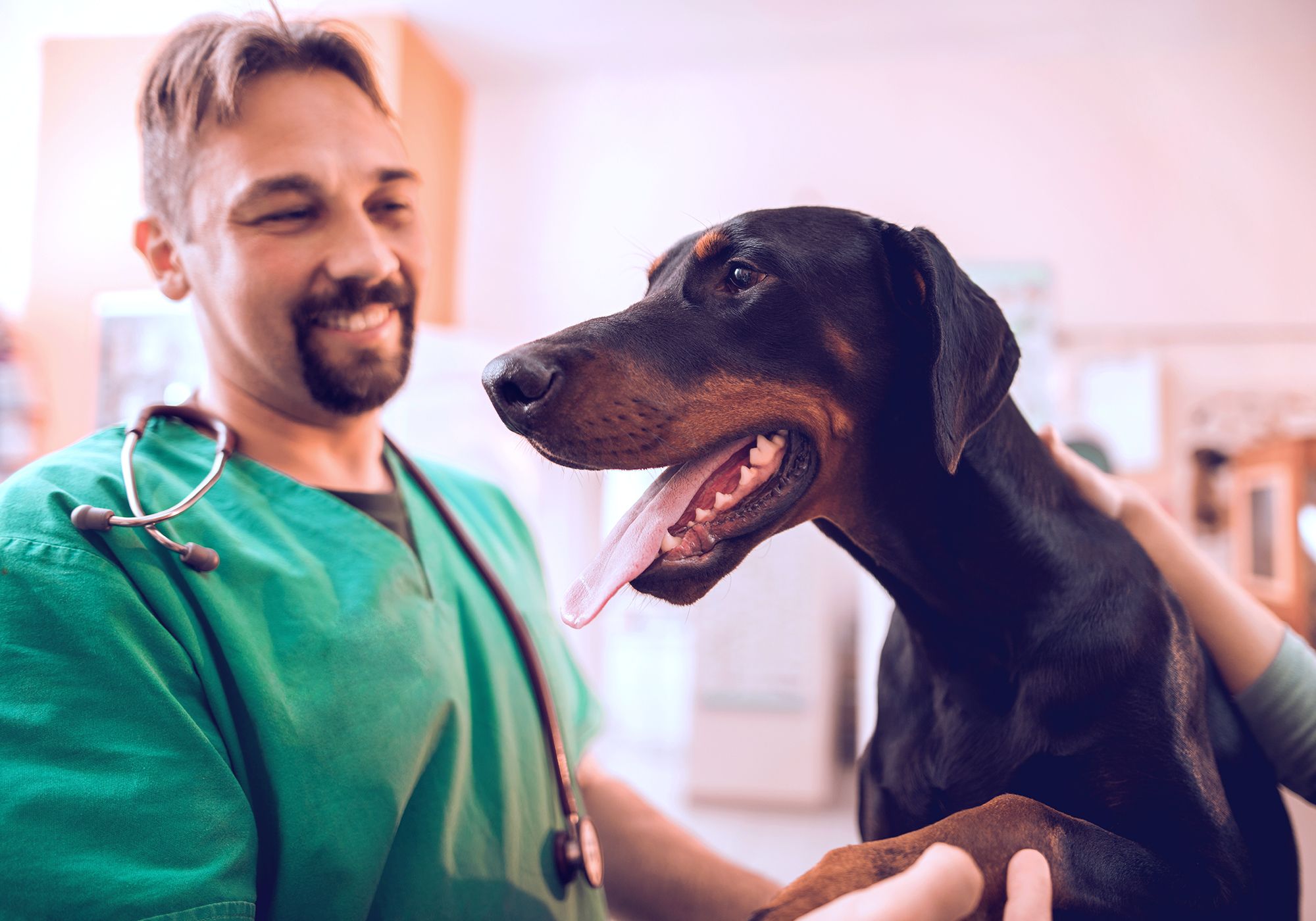 Vet Tech Program Rochester Mn Sid Aguiar Vet Tech Program Rochester Mn Sid Aguiar