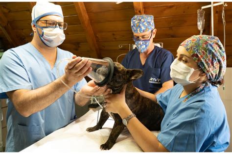 Veterinary Technician: Expert Animal Support Veterinary Technician: Expert Animal Support
