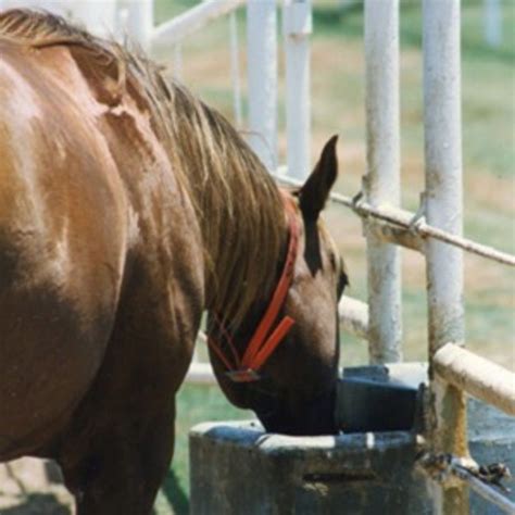 Water Trough Horse Care Tips