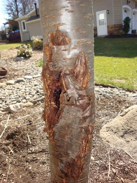 Weeping Cherry Tree Disease Photos