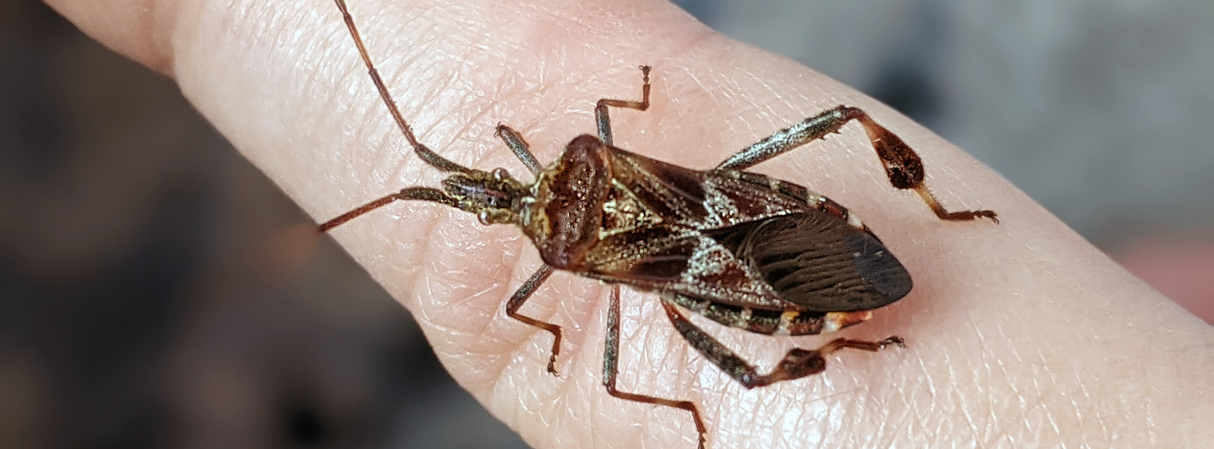 Western Pine Seed Bug