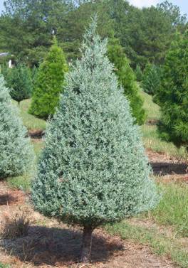What Affects Arizona Cypress? Disease Solutions