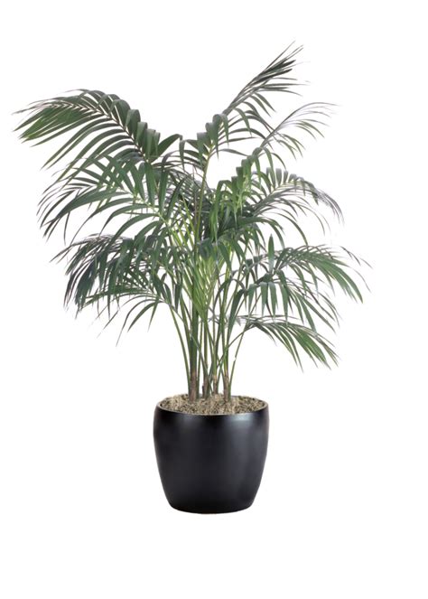 What Affects Kentia Palm Health? Solve Issues