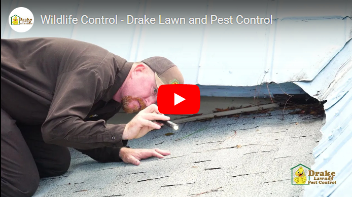 What Are Black Snakes In Orlando? Safe Removal Tips What Are Black Snakes In Orlando? Safe Removal Tips