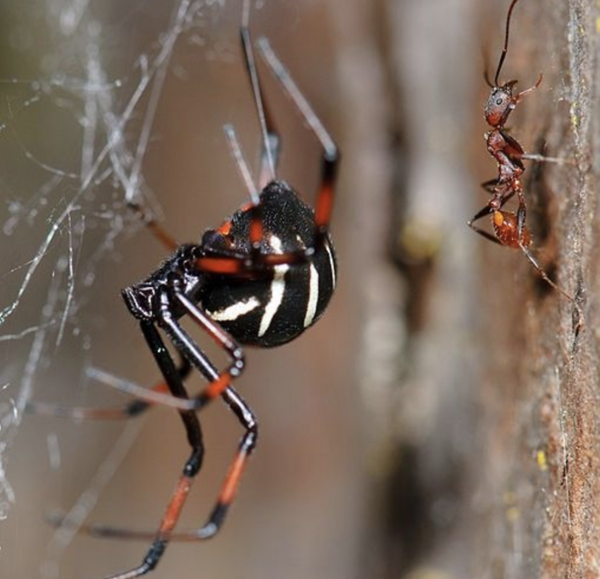 What Are Black Widow Eggs? Identification Tips