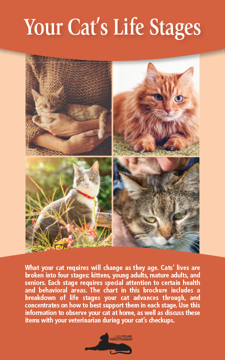 What Are Cat Life Stages? Understand Your Pet What Are Cat Life Stages? Understand Your Pet