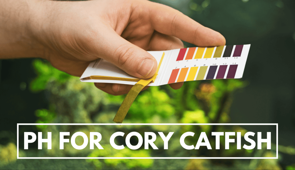 What Are Catfish Scales? A Guide To Identification