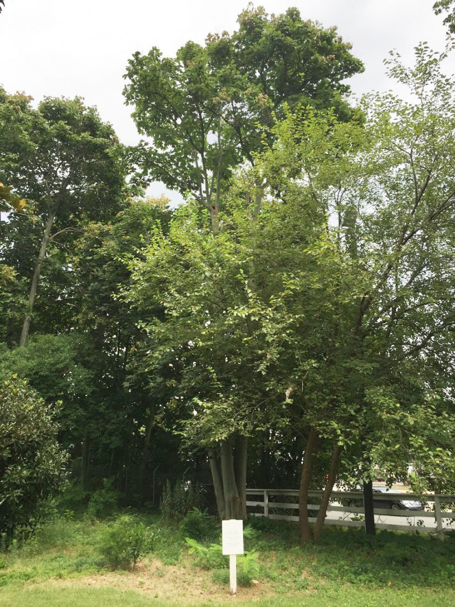 What Are Chinese Parasol Trees? Easy Care Tips What Are Chinese Parasol Trees? Easy Care Tips