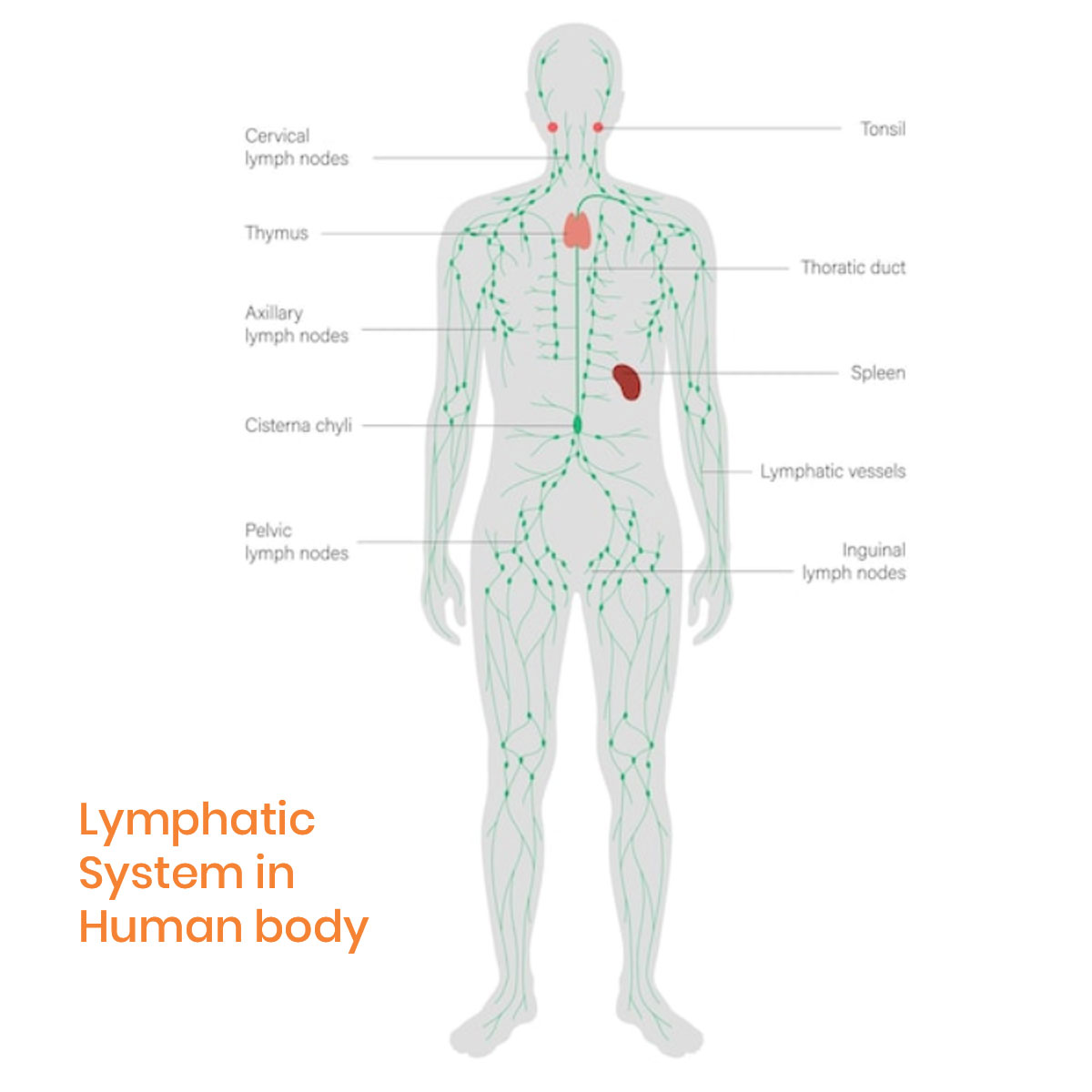 What Are Enlarged Lymph Nodes? Symptoms Guide What Are Enlarged Lymph Nodes? Symptoms Guide