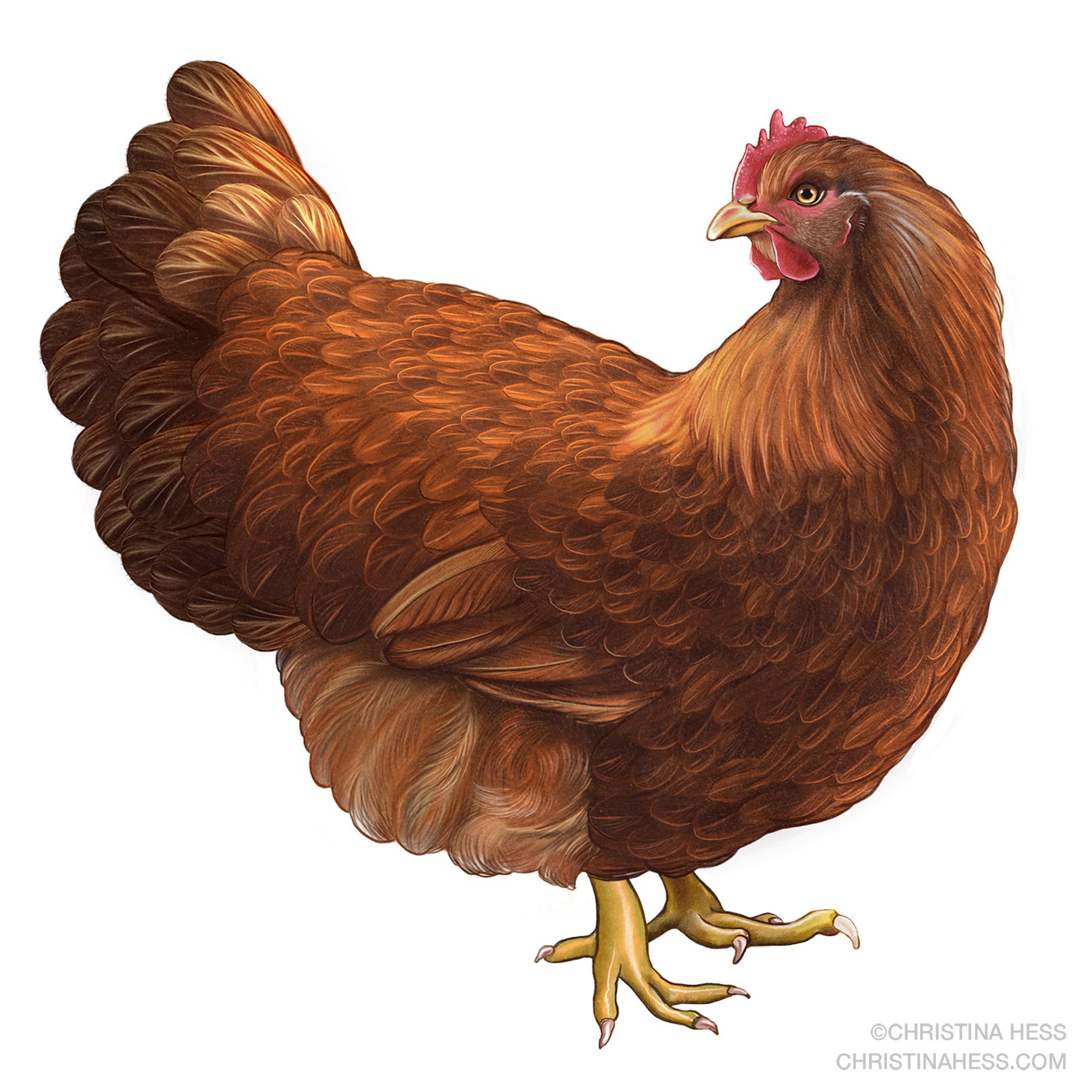 What Are New Hampshire Chicken Eggs? Nutrition Guide What Are New Hampshire Chicken Eggs? Nutrition Guide