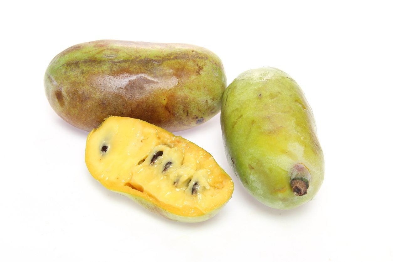 What Are Pawpaw Tree Varieties? Best Options