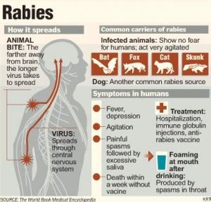 What Are Rabies Symptoms In Cats? Know The Signs