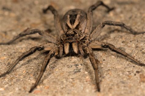 What Are Texas Wolf Spiders? Identify & Avoid What Are Texas Wolf Spiders? Identify & Avoid
