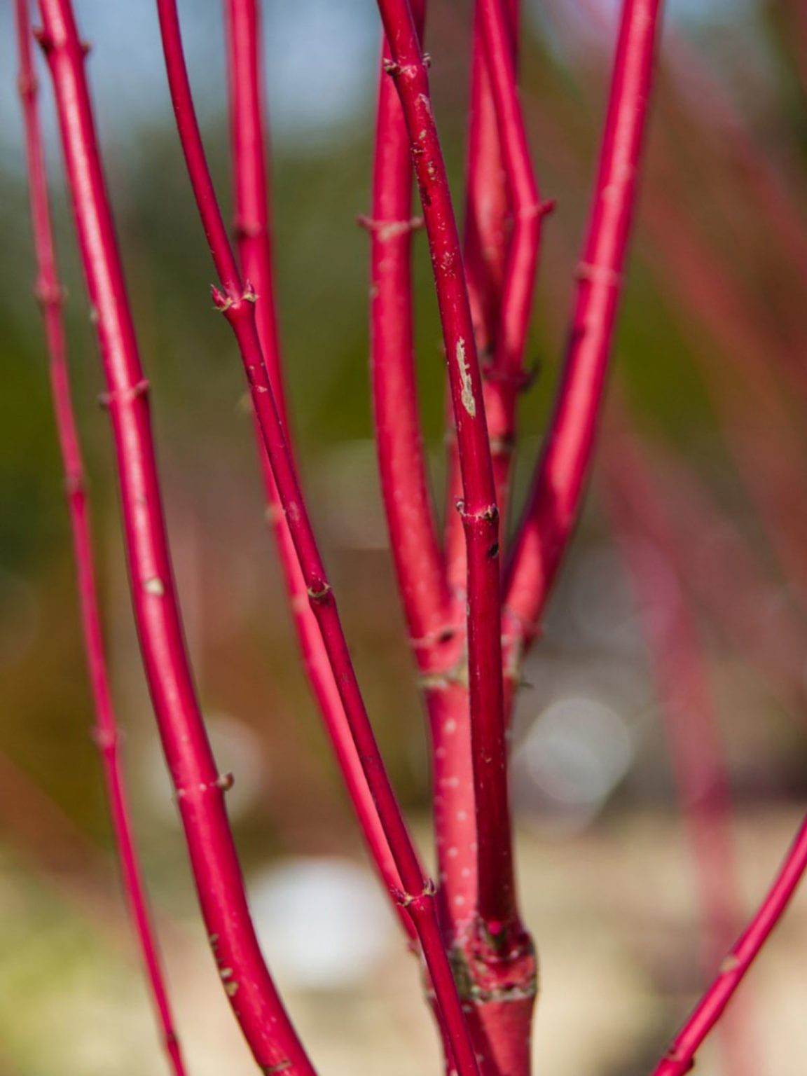 What Are Yellow Twig Dogwoods? Care Tips Inside