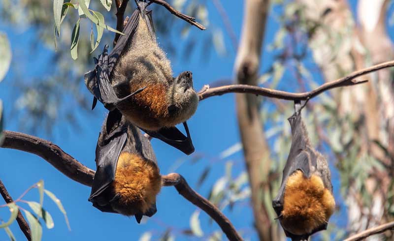 What Attracts Bats To Houses