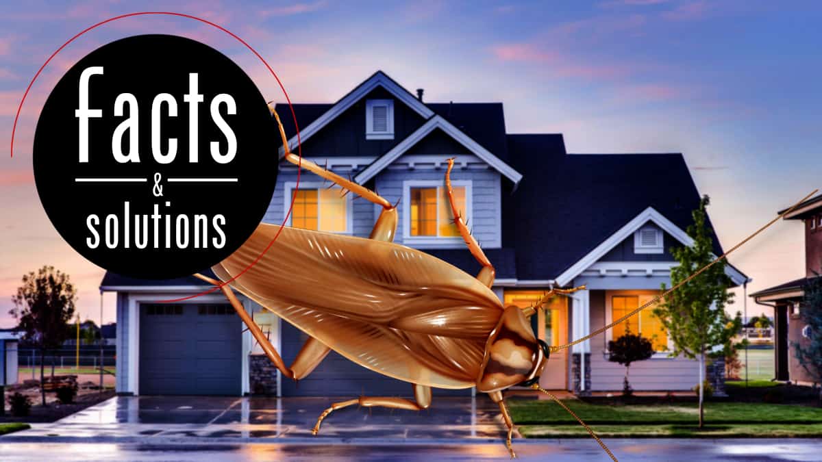 What Attracts Roaches The Most