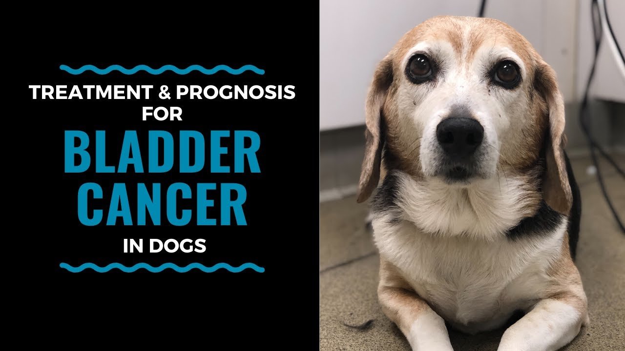 What Causes Bladder Cancer In Dogs? Effective Treatment