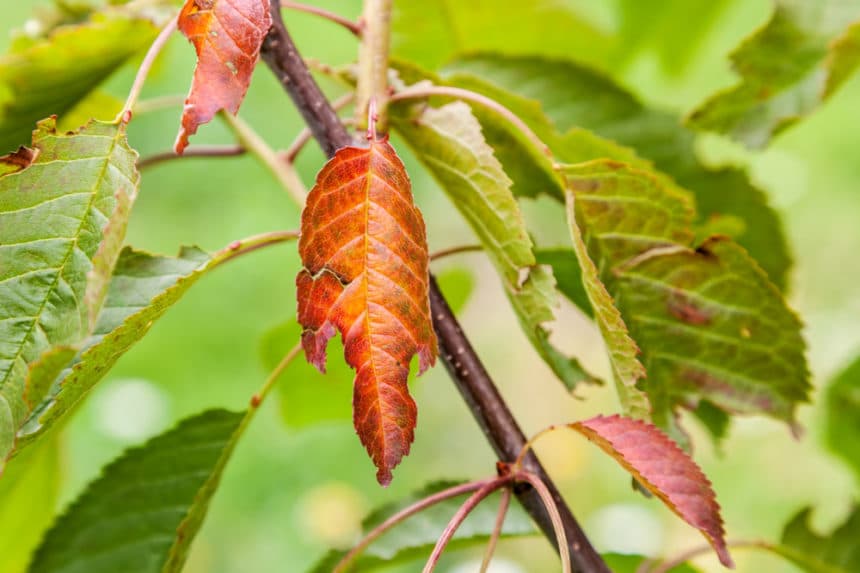 What Causes Cherry Tree Diseases? Fix Common Issues