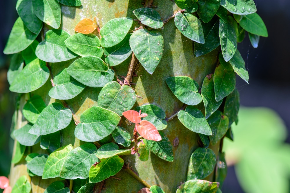 What Causes Creeping Fig Damage? Fix It Fast