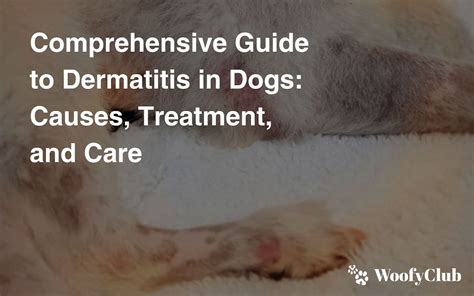 What Causes Dog Contact Dermatitis? Relief Guide
