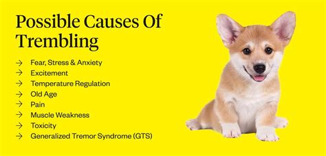 What Causes Dog Trembling? Easy Fixes