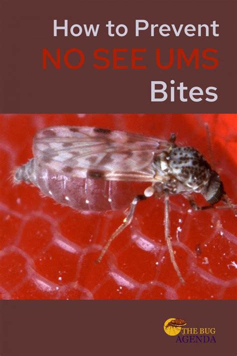 What Causes No See Ums Allergic Reaction? Relief Tips