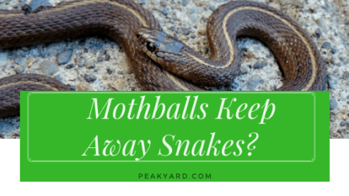 What Deters Snakes? Mothballs Repellent Guide