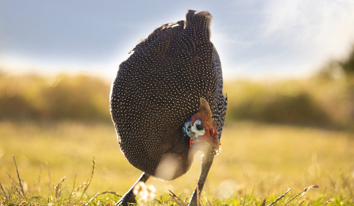 What Do Black And White Hens Eat? Nutrition Guide