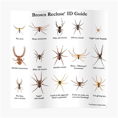 What Do Brown Recluse Webs Look Like? Identification Tips