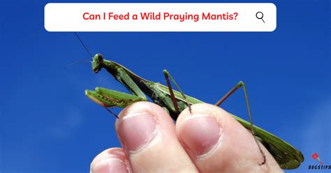 What Do Praying Mantis Eat? Feeding Guide
