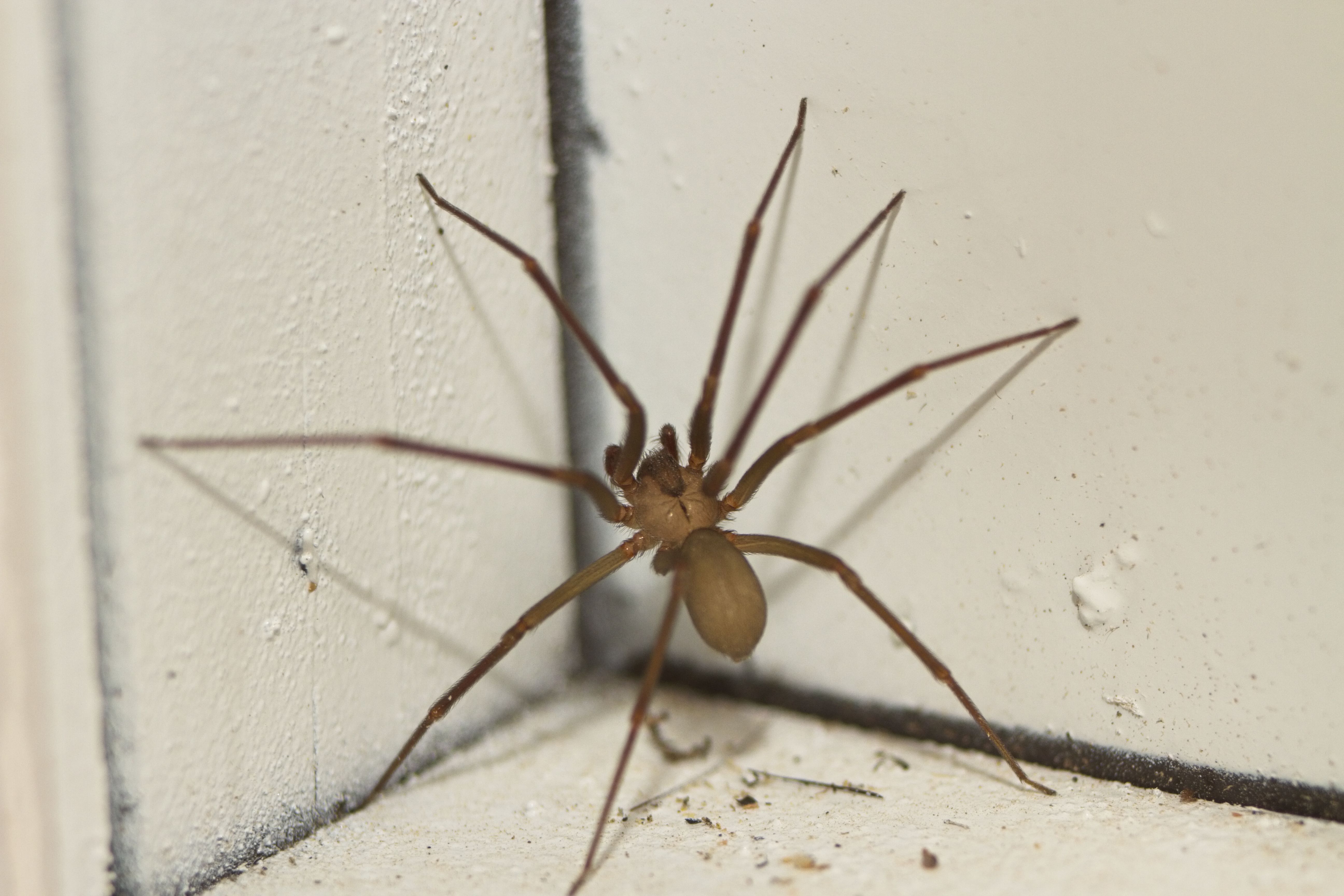 What Do Spiders Symbolize? Biblical Truth Revealed What Do Spiders Symbolize? Biblical Truth Revealed