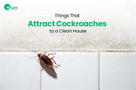What Draws Cockroaches