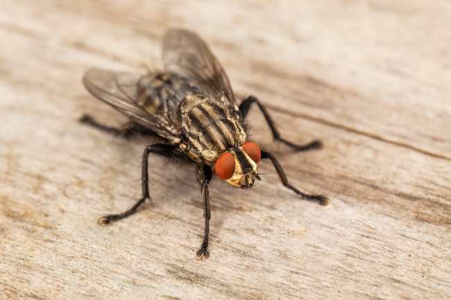 What Eats Ladybugs: Comprehensive Guide Inside