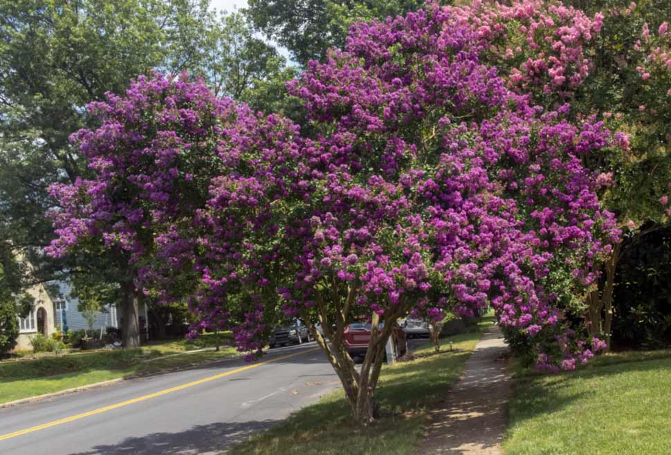 What Feeds Crepe Myrtle Trees? Fertilizer Guide