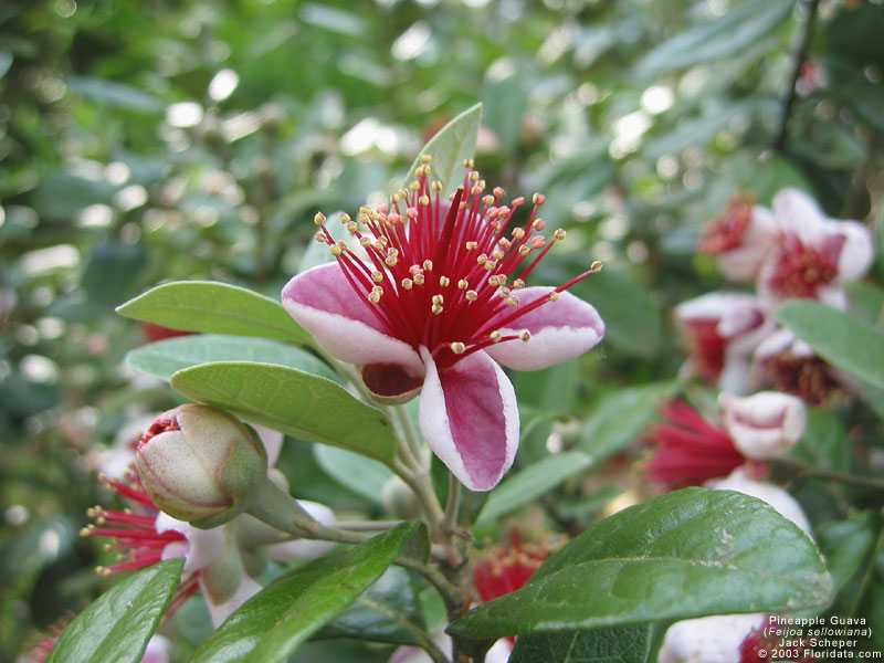 What Fertilizer For Pineapple Guava? Boost Yield What Fertilizer For Pineapple Guava? Boost Yield