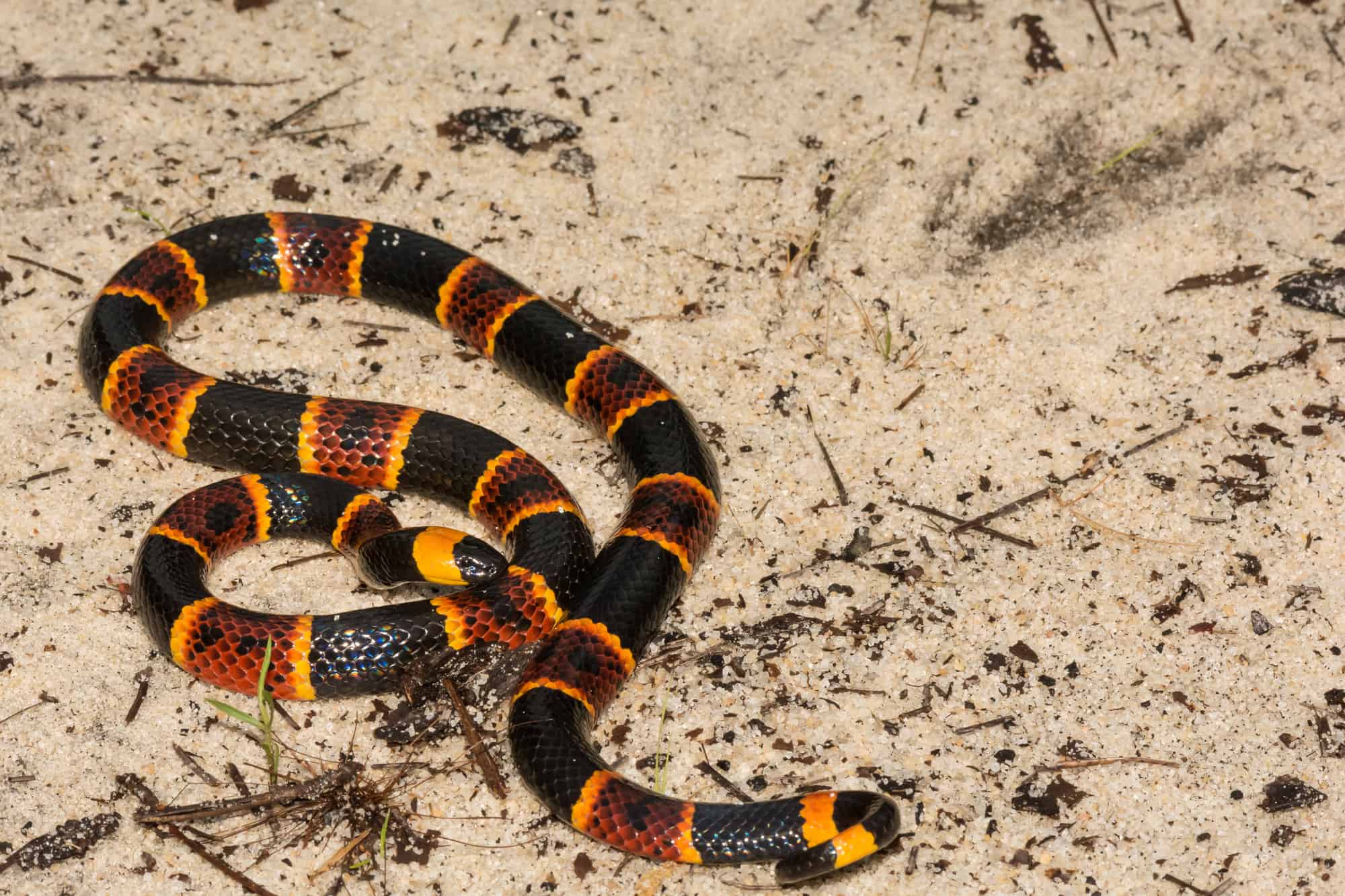 What Florida Snakes Are Venomous? Id Guide