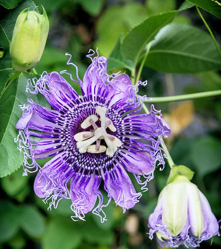 What Fuels Purple Passion Flower 20 Speed? Boost Performance