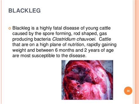 What Is Blackleg In Cattle What Is Blackleg In Cattle