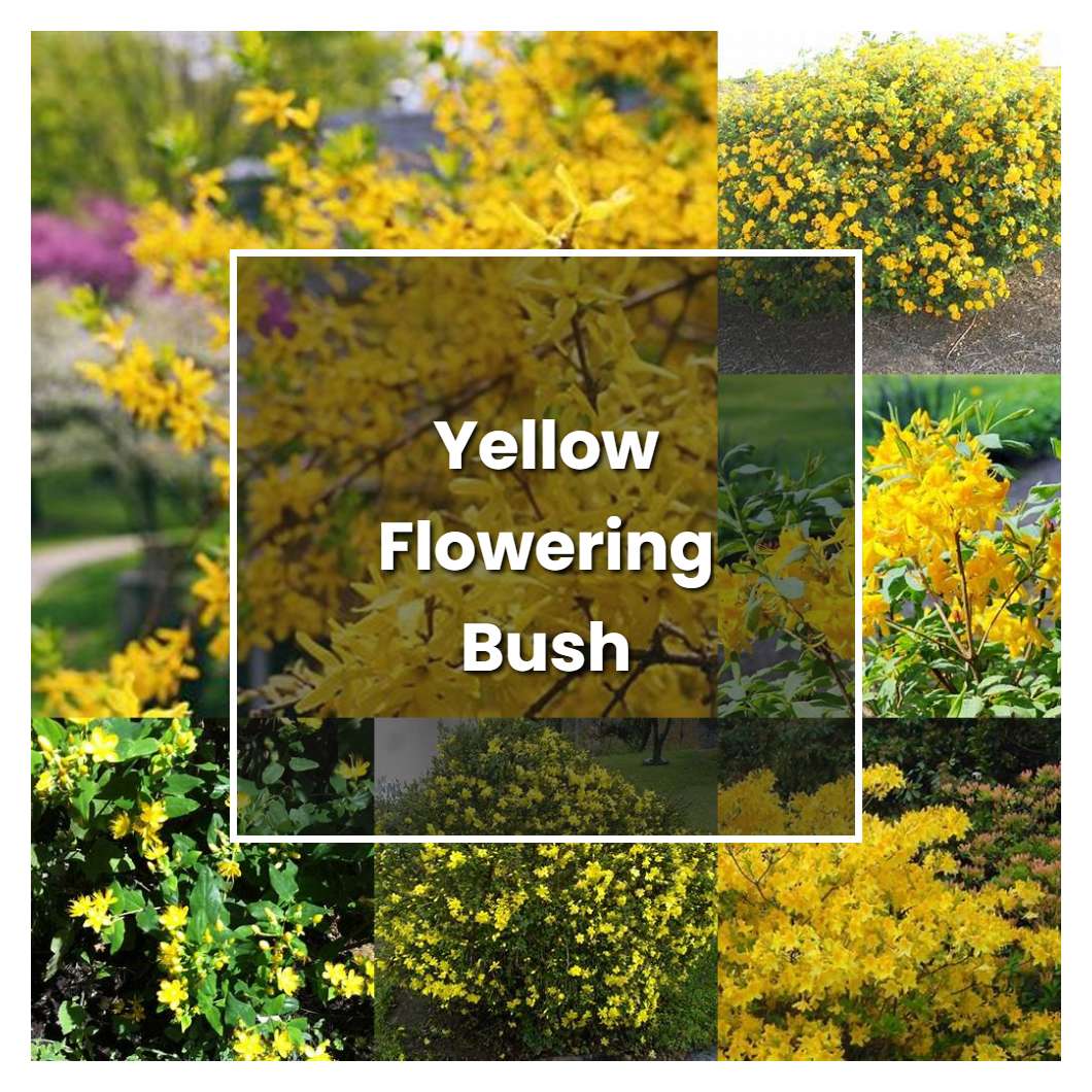 What Is Bright Yellow Flowering Bush? Easy Care Tips