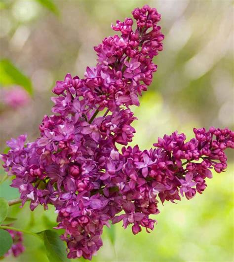 What Is Charles Joly Syringa? Expert Guide