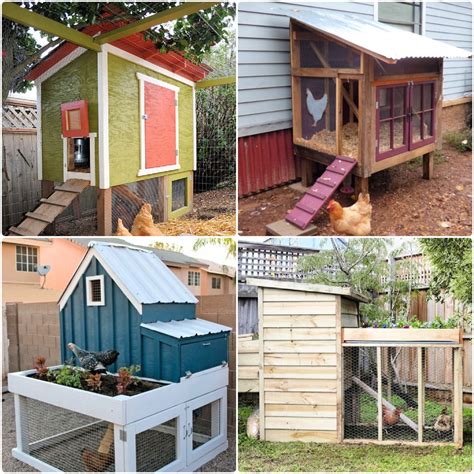 What Is Cool Coop Chicken? Easy Care Tips
