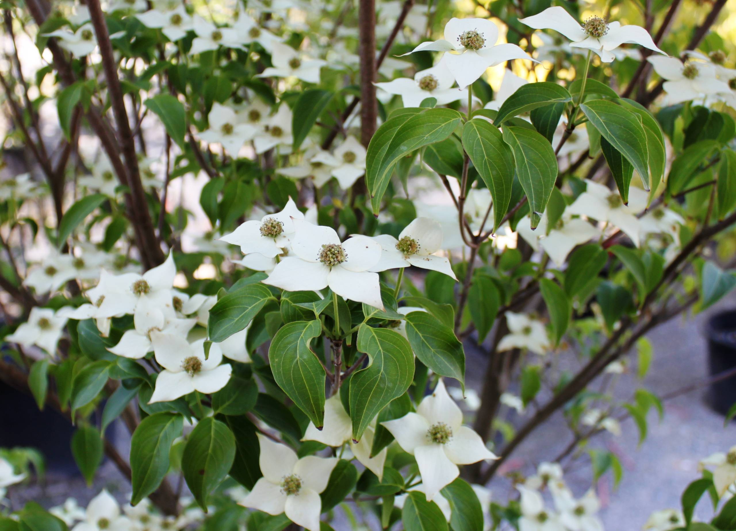 What Is Cornus Milky Way Dogwood? Care Tips What Is Cornus Milky Way Dogwood? Care Tips