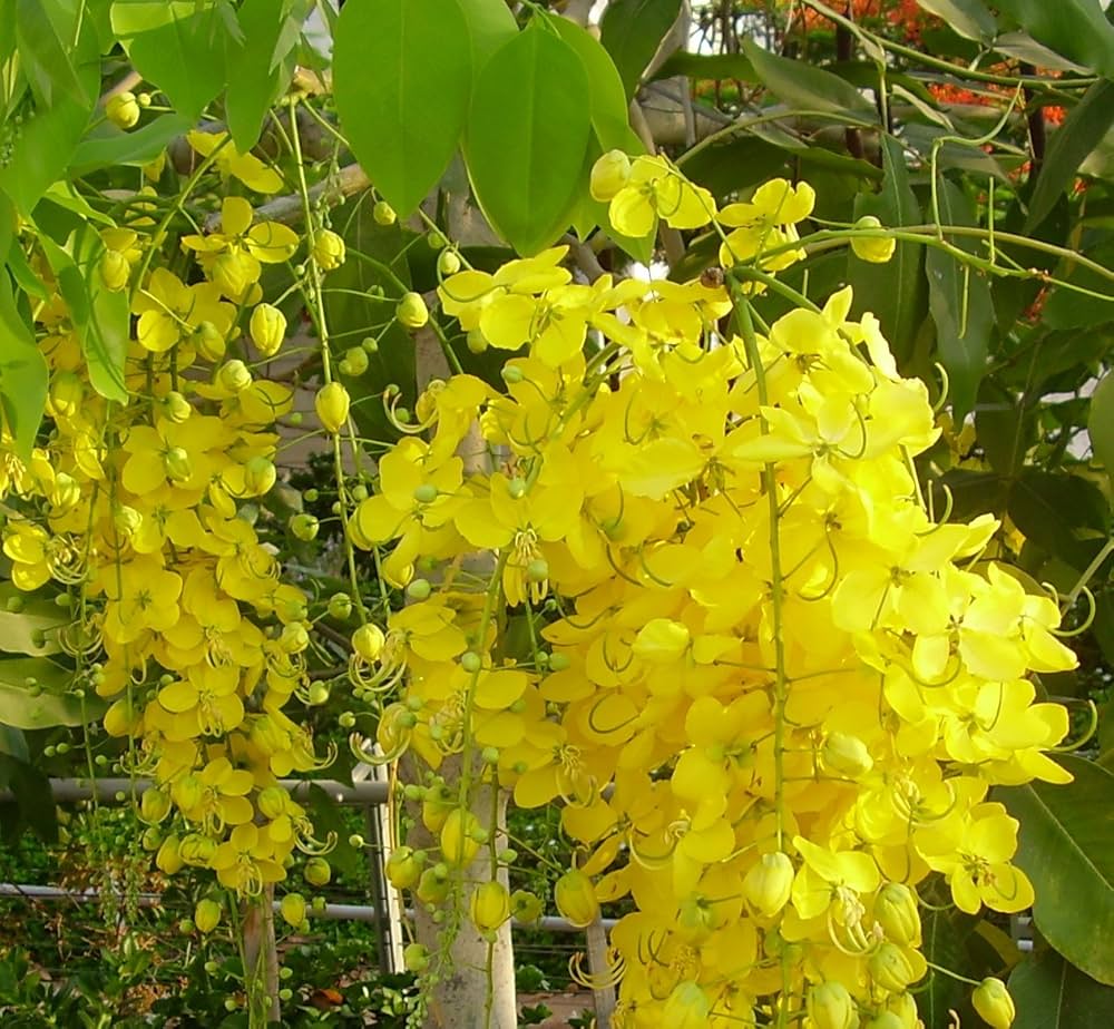 What Is Golden Shower Cassia? Care Tips Inside What Is Golden Shower Cassia? Care Tips Inside